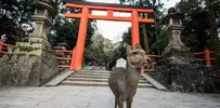 japan-deer-infestation.webp