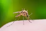 Mosquito-1024x682.webp