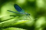 dragonfly-1024x681.webp