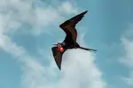 Frigate-Bird-1024x683.webp