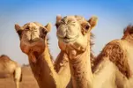 camels-1024x682.webp