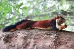 Malabar-technicolor-squirrel.webp