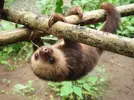 baby-sloth-1024x768.webp