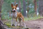 basenji-dog-breed-1024x683.webp