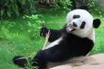 panda-bear-with-stick-1024x682.webp