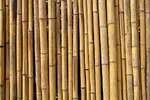 bamboo-1024x683.webp