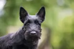 scottish-terrier-dog-1024x683.webp