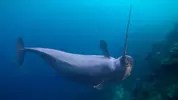 Narwhal.webp