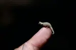 Dwarf-chameleon-on-fingertip.webp