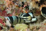 Sea-snake.webp