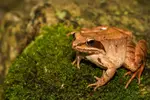 Wood-frog.webp