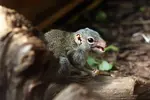 Chinese-tree-shrew.webp