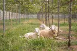 Sheep-in-Vineyard-1024x683.webp