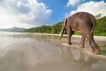 elephant-on-beach-1024x683.webp