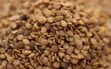 ashwagandha-seeds.webp