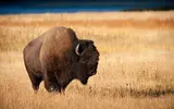 bison.webp