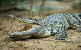 alligator.webp