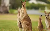 kangaroo.webp