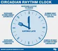 circadianrhythmsclockchart.webp