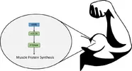 Thread 'Essential Supplementation - HMB: Hype or Help?'