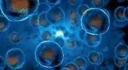 Embryonic-stem-cells.webp