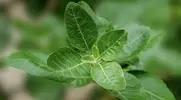 The Withania somnifera plant where ashwagandha plant also known as Indian Ginseng